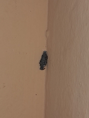 Tineinae