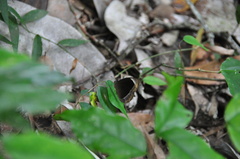 Mycalesis anaxias