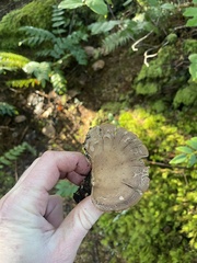 Jahnoporus hirtus