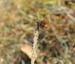 Lon melane vitellina