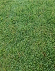 Zoysia tenuifolia