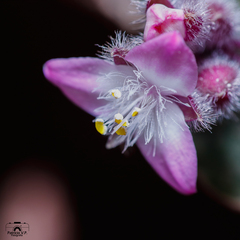 Tradescantia cerinthoides