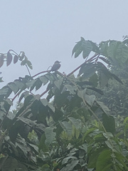 Tyrannus niveigularis