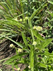 Lippia scaberrima