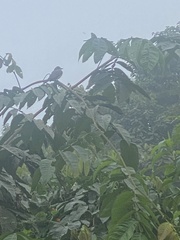 Tyrannus niveigularis