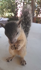 Sciurus variegatoides helveolus