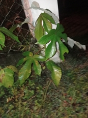 Cecropia peltata