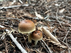 Leratiomyces squamosus
