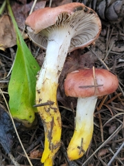 Gomphidius oregonensis