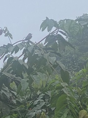 Tyrannus niveigularis