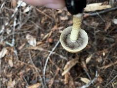 Leratiomyces squamosus