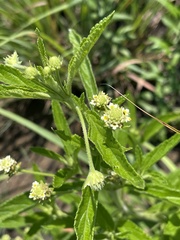 Lippia scaberrima