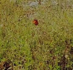 Danaus
