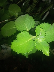 Coleus amboinicus