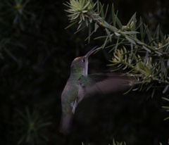 Elliotomyia chionogaster