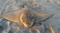 Myliobatis chilensis