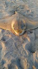 Myliobatis chilensis