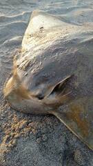 Myliobatis chilensis