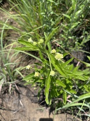 Lippia scaberrima