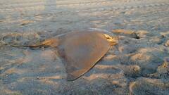 Myliobatis chilensis