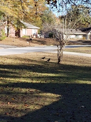 Corvus brachyrhynchos