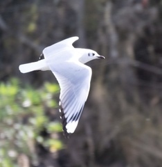 Chroicocephalus serranus