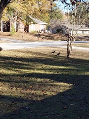 Corvus brachyrhynchos