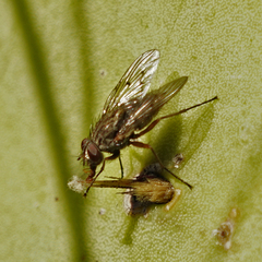 Punctipennis