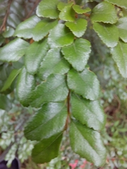 Nothofagus cunninghamii