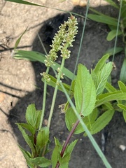 Acalypha peduncularis