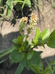 Acalypha peduncularis