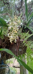 Epidendrum stamfordianum image