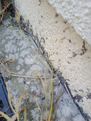 Poa trivialis