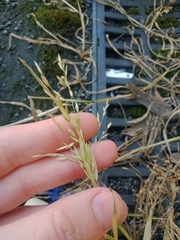 Poa trivialis