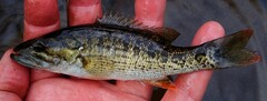 Micropterus chattahoochae