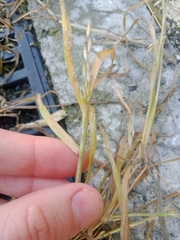 Poa trivialis
