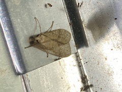 Lophocampa annulosa