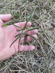 Thyrsanthella difformis