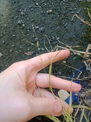 Poa trivialis