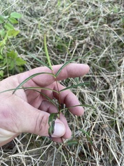 Thyrsanthella difformis