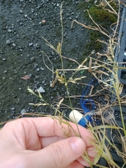 Poa trivialis