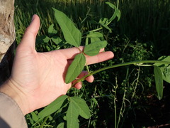 Macroptilium atropurpureum