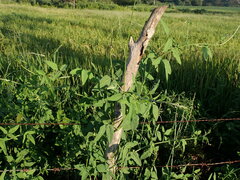 Macroptilium atropurpureum