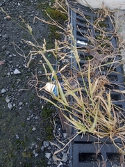 Poa trivialis