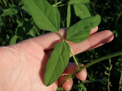Macroptilium atropurpureum