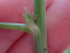 Macroptilium atropurpureum