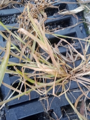 Poa trivialis