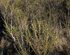 Hypericum fasciculatum