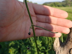 Macroptilium atropurpureum