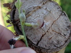 Macroptilium atropurpureum